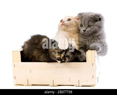 Blue Scottish Fold Domestic Cat, Cream Scottish Fold, Black Tortoise-Shell British Shorthair, 2 Monate Alte Kätzchen Stockfoto