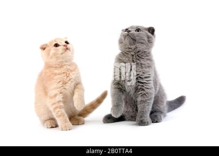 Scottish Fold Katze blau, Scottish Fold, Britisch Kurzhaar schwarz Schildpatt-Creme und schwarz Britisch Kurzhaar, 2 Monate alte Kätzchen Stockfoto