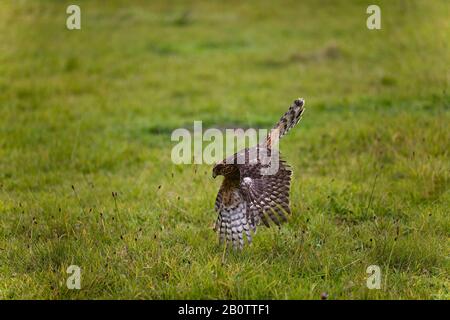 Habicht, Accipiter Gentilis, Erwachsenen im Flug Stockfoto