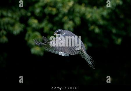 Habicht, Accipiter Gentilis, Erwachsenen im Flug Stockfoto