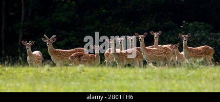 Barasingha Deer oder Swamp Deer, Cervus duvauceli Stockfoto