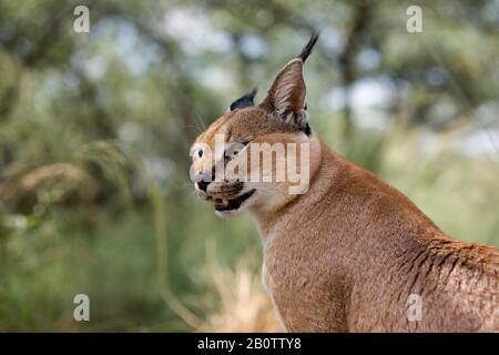 Karakal, Caracal Caracal, Namibia Stockfoto