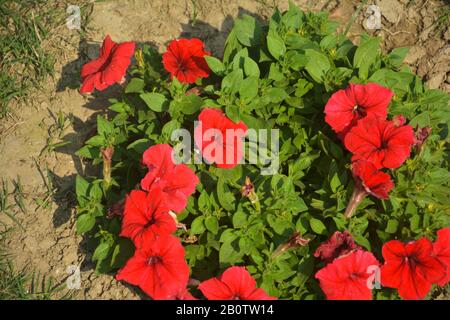 Nahaufnahme von einigen roten Petunia Blumen, Petunioideae, mit grünen Blättern, die im Boden in einem Garten wachsen, selektive Fokussierung Stockfoto