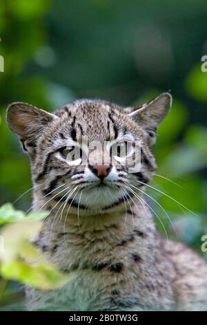 Porträt von Geoffroy Katze, Oncifelis geoffroyi Stockfoto