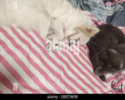 Schöne Katzen und Hunde schlafen süß zusammen auf dem Bett Stockfoto