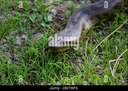 Grüne Anakonda, Eunectes Murinus, Los Lianos in Venezuela Stockfoto