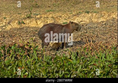 Capybara, Hydrochoerus Hydrochaeris, Mutter und Cub Suckling, Los Lianos in Venezuela Stockfoto