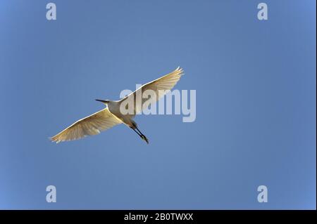 Fortgeschrittene Reiher, Egretta Garzetta, während des Fluges, Masai Mara-Park in Kenia Stockfoto