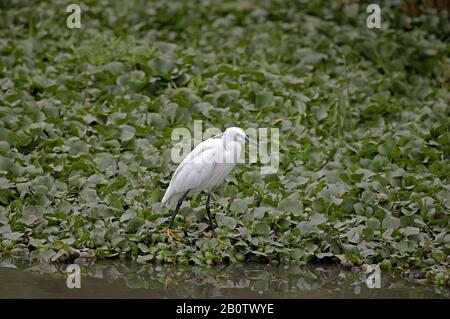 Fortgeschrittene Reiher, Egretta Garzetta, Masai Mara-Park in Kenia Stockfoto