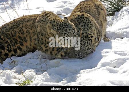 Snow Leopard oder Unze, Uncia Uncia, stehend im Schnee Stockfoto