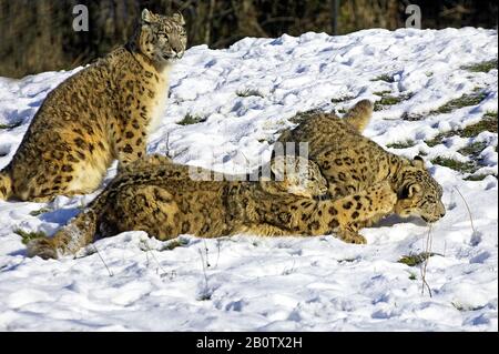 Schnee-Leopard oder Unze, Uncia Uncia, Mutter und Alte Kub stehen im Schnee Stockfoto