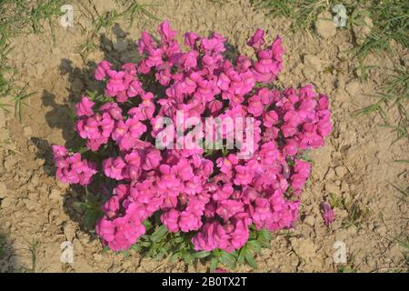 Nahaufnahme der besten jährlichen Blumen, Antirrrhinummajus, Blumen, Kommom snapdragon blühende Pflanzen, die im Garten wachsen, selektive Fokussierung Stockfoto