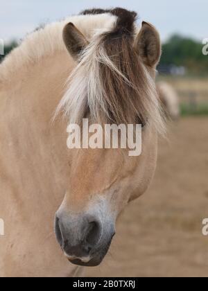 Ein Kopfschuss von einem atemberaubenden Fjord-Pony mit einer traditionell beschnittenen Mähne. Stockfoto