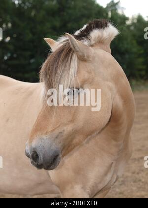 Ein Kopfschuss von einem atemberaubenden Fjord-Pony mit einer traditionell beschnittenen Mähne. Stockfoto