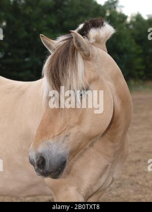 Ein Kopfschuss von einem atemberaubenden Fjord-Pony mit einer traditionell beschnittenen Mähne. Stockfoto