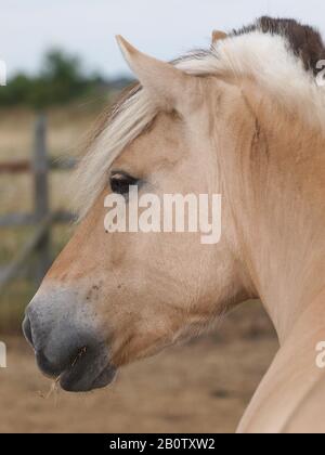 Ein Kopfschuss von einem atemberaubenden Fjord-Pony mit einer traditionell beschnittenen Mähne. Stockfoto