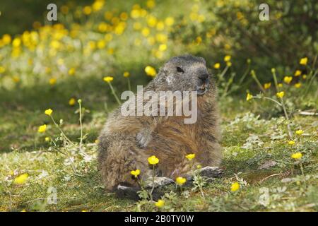 Alpine Marmot, Marmota marmota, Erwachsene und gelbe Blumen, Frankreich Stockfoto