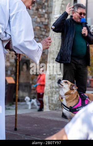 Katholische religiöse Feier von San Antonio Abad, PET Segens, Alella, Barcelona, Spanien, Europa. Stockfoto