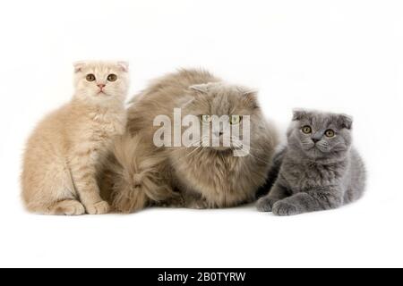 Lilac Self Highland Fold oder Lilac Self Scottish Fold Longhair Domestic Cat, Female mit Blue und Cream Scottish Fold Kätzchen, die gegen White Ba stehen Stockfoto