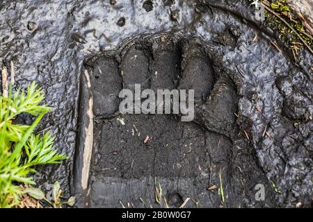 Amerikanischer Schwarzbär, Ursus americanus, Spuren im Schlamm entlang des bewaldeten Pfades zwischen Hargreaves Lake und Rodelfällen im Mount Robson Provincial Park, Stockfoto