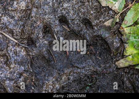 Amerikanischer Schwarzbär, Ursus americanus, Spuren im Schlamm entlang des bewaldeten Pfades zwischen Hargreaves Lake und Rodelfällen im Mount Robson Provincial Park, Stockfoto