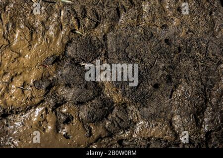 Amerikanischer Schwarzbär, Ursus americanus, Spuren im Schlamm entlang des bewaldeten Pfades zwischen Hargreaves Lake und Rodelfällen im Mount Robson Provincial Park, Stockfoto