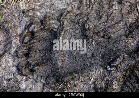 Amerikanischer Schwarzbär, Ursus americanus, Spuren im Schlamm entlang des bewaldeten Pfades zwischen Hargreaves Lake und Rodelfällen im Mount Robson Provincial Park, Stockfoto