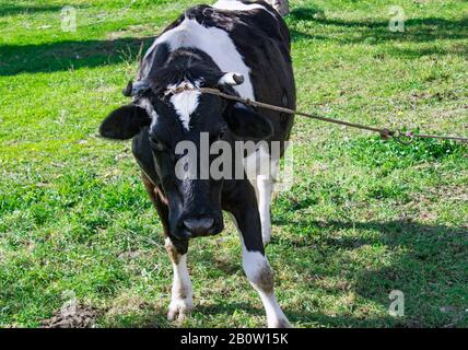 Vorderporträt einer schwarz-weißen Milchkuh mit Blick auf die Linse, die an einem sonnigen Tag auf grünem Gras steht. Stockfoto