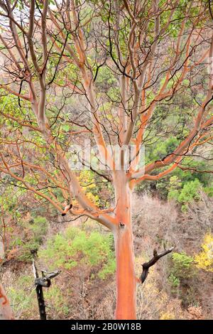 Arbutus andrachne, griechische Erdbeerbaum, im Winter abgebildet, immergrüner Baum mit breiten Blättern und glatter Rinde Stockfoto