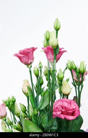 Schöne pinkfarbene und junge grüne Rosen isoliert auf dem weißen Hintergrund. Hochzeit oder Frauentag. Ungeöffnete Knospen. Blumenladen. Vertikales Foto. Stockfoto