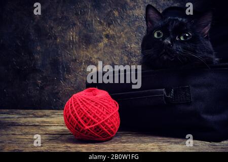 Schwarze Katze mit roter Wollkugel in einem Beutel gegen eine alte Wand Stockfoto