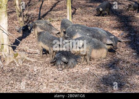 Gruppe von Mangalica-Schweinen, die im Freien in einem Wald gehalten werden. Freie Schweineproduktion. Bild Stockfoto