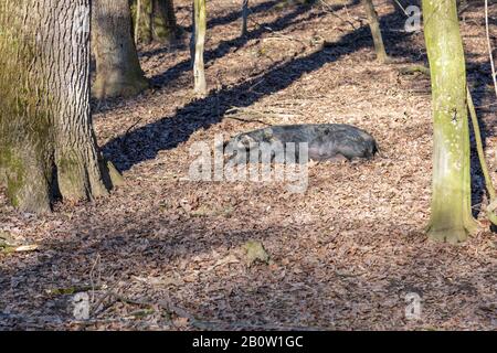 Mangalica-Schwein-Sonnenbaden, im Freien in einem Wald gehalten. Freie Schweineproduktion. Bild Stockfoto