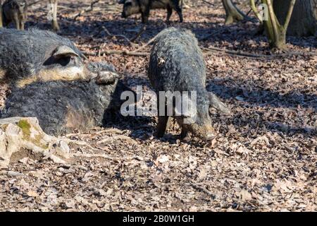 Gruppe von Mangalica-Schweinen, die im Freien in einem Wald gehalten werden. Freie Schweineproduktion. Bild Stockfoto