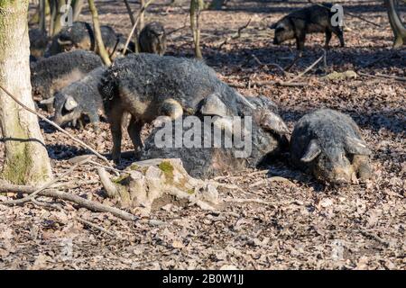 Gruppe von Mangalica-Schweinen, die im Freien in einem Wald gehalten werden. Freie Schweineproduktion. Bild Stockfoto