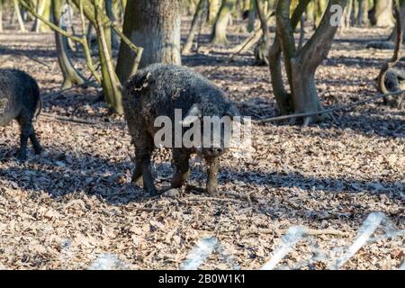 Junges Mangalica-Schwein hielt sich im Freien in einem Wald auf. Freie Schweineproduktion. Bild Stockfoto