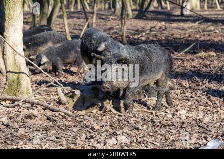 Gruppe von Mangalica-Schweinen, die im Freien in einem Wald gehalten werden. Freie Schweineproduktion. Bild Stockfoto