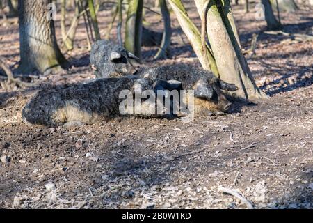 Gruppe von Mangalica-Schweinen, die im Freien in einem Wald gehalten werden. Freie Schweineproduktion. Bild Stockfoto