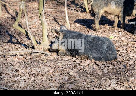 Mangalica-Schwein ruht, im Freien in einem Wald gehalten. Freie Schweineproduktion. Bild Stockfoto