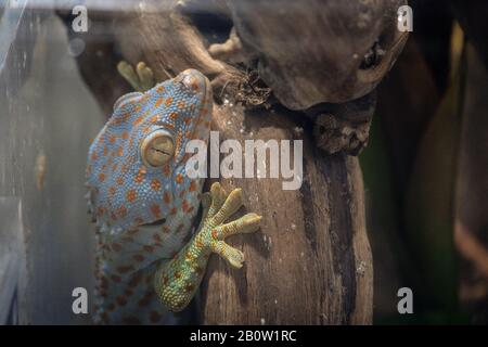 Nahaufnahme von Gecko auf Holz, von schönem Hautgecko, Atemberaubendem buntem Gecko im grünen Planet dubai Stockfoto