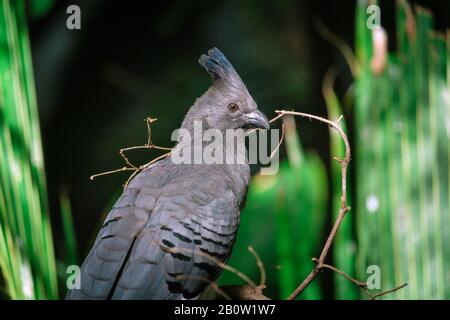 Schwarzer Vogel mit einem Scheitel im grünen Dschungel. Parken Sie drinnen Stockfoto