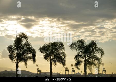 Rio de Janeiro, Brasilien - 1. Mai 2017: Silhouetten von Kokospalmen in der Innenstadt von Rio de Janeiro in der Abenddämmerung Stockfoto