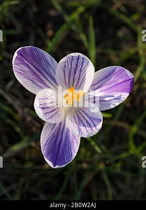 Krokusse Herald die Ankunft des Frühlings. 90 Arten. 3 Staubblätter, 1 Stil als zu giftig" Herbst Crocus Gegensatz' (Colchicum) mit 6 Staubblättern und 3 Stile. Stockfoto