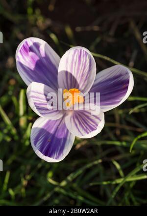 Krokusse Herald die Ankunft des Frühlings. 90 Arten. 3 Staubblätter, 1 Stil als zu giftig" Herbst Crocus Gegensatz' (Colchicum) mit 6 Staubblättern und 3 Stile. Stockfoto