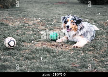 Hund austarlian Hirte auf Gras mit Ball spielen Stockfoto