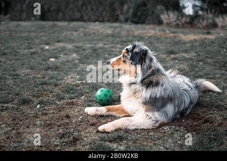 Hund austarlian Hirte auf Gras liegend mit Ball 2 spielen Stockfoto