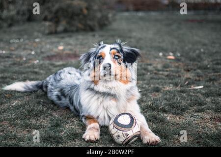 Hund austarlian Hirte auf Gras liegend mit Ball 4 spielen Stockfoto