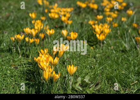 Krokusse Herald die Ankunft des Frühlings. 90 Arten. 3 Staubblätter, 1 Stil als zu giftig" Herbst Crocus Gegensatz' (Colchicum) mit 6 Staubblättern und 3 Stile. Stockfoto