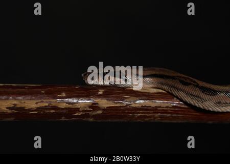 Royal Python oder Ball Python regius, Studio. Die Tarnfarben haben ein erstaunliches Muster. Die neugierige Schlange ist ein Tierreptil Stockfoto