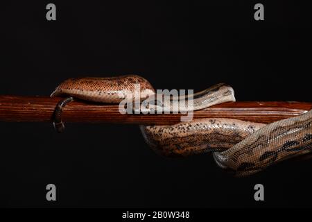 Royal Python oder Ball Python regius, Studio. Die Tarnfarben haben ein erstaunliches Muster. Die neugierige Schlange ist ein Tierreptil Stockfoto